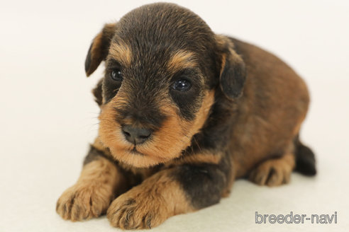 成約済の神奈川県のミックス犬-378608の3枚目